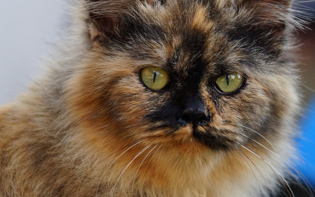 Cat green eyes impressionism macro free wallpaper for desktop - medium preview image