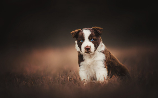 Brown white dog grass blue free wallpaper for desktop - medium preview image