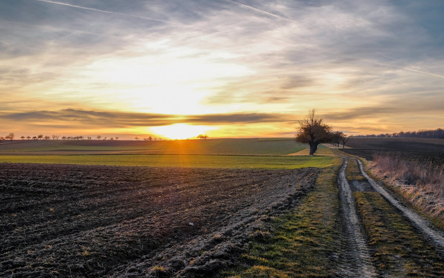 Dirt road field tree sunset #4 free wallpaper for desktop - medium preview image