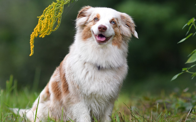 Dog yellow flower grass blurry free wallpaper for desktop - medium preview image