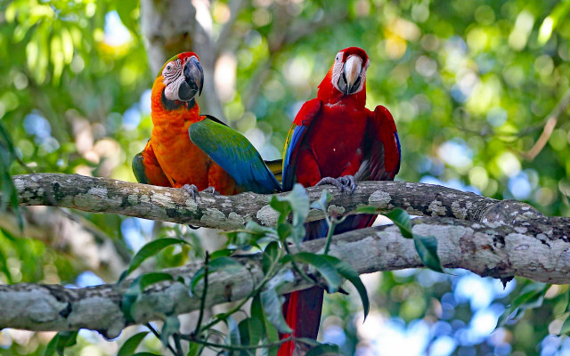 Parrots forest ecological art bokeh free wallpaper for desktop - medium preview image