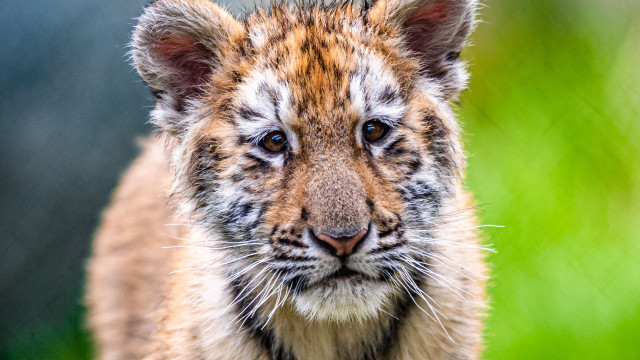 Tiger closeup blurrygrass bushes animalphotography free wallpaper for desktop - medium preview image