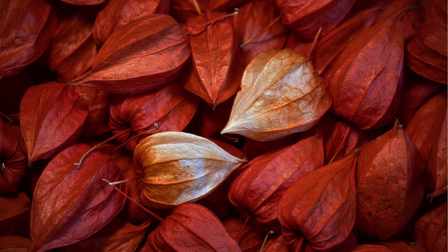 Red leaves white leaf macro free wallpaper for desktop - medium preview image