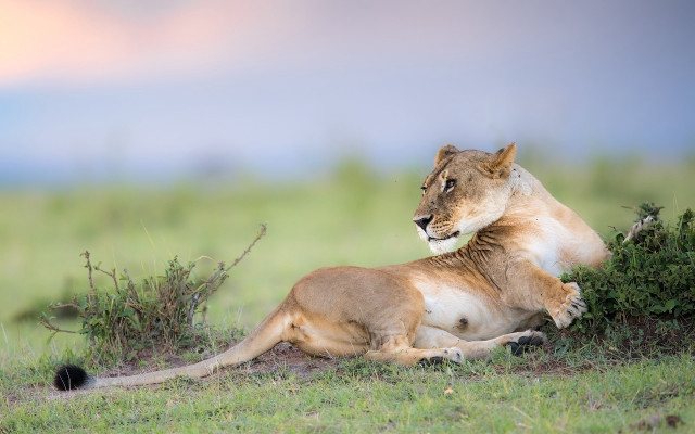 Lion bush grass wildlife blurry free wallpaper for desktop - medium preview image