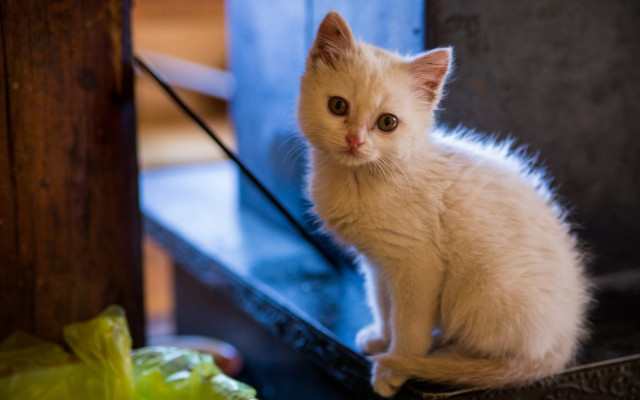 White kitten wooden bench lettuce free wallpaper for desktop - medium preview image