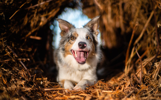 Dog hay straw autumn open #2 free wallpaper for desktop - medium preview image