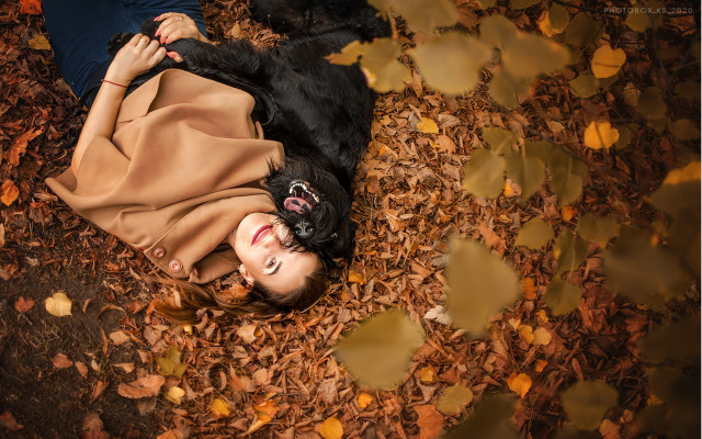 Woman dog autumn leaves blackhair free wallpaper for desktop - medium preview image