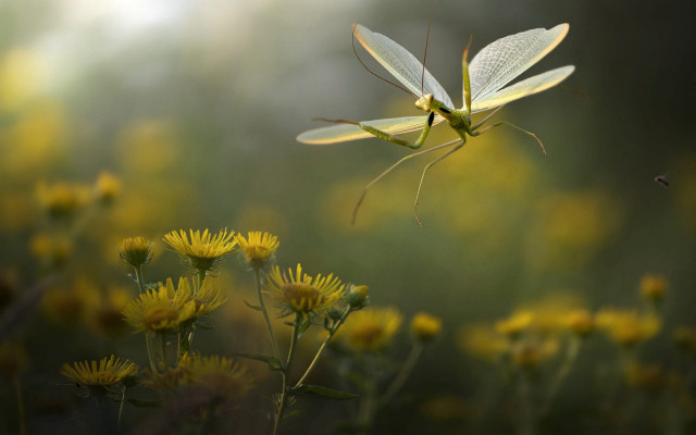 Praying insect flower field yellow free wallpaper for desktop - medium preview image