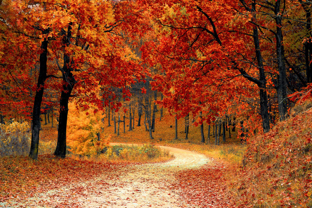 Autumn leaves dirt road fall free wallpaper for desktop - medium preview image