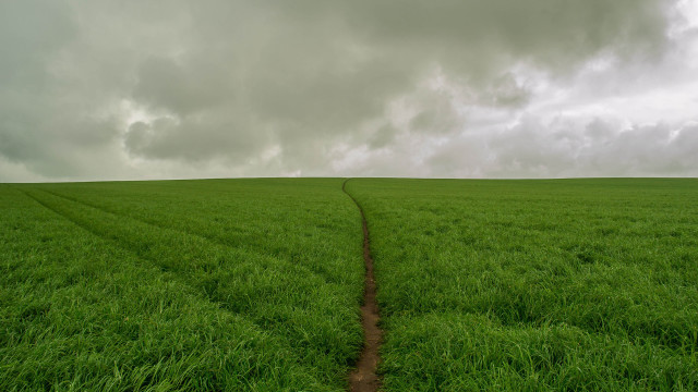 Field dirtpath tree cloudy sky free wallpaper for desktop - medium preview image