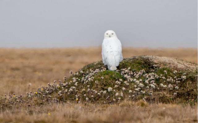 White owl rock grass flowers free wallpaper for desktop - medium preview image
