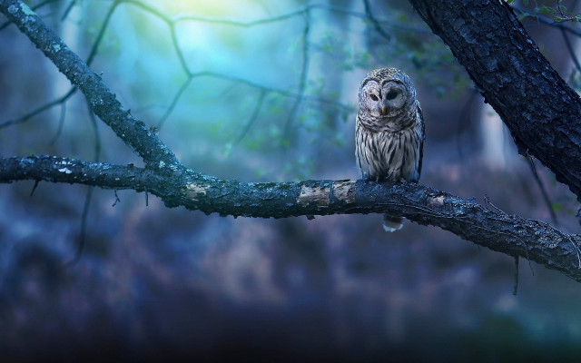 Owl branch forest night light free wallpaper for desktop - medium preview image