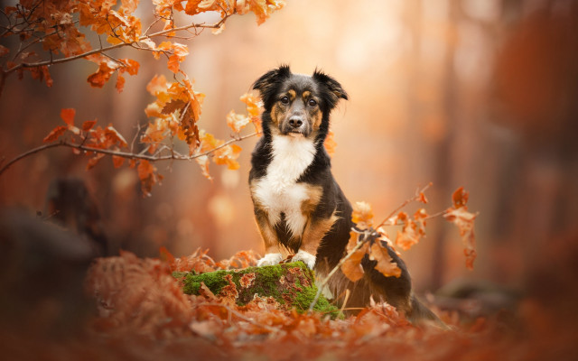 Dog woods leaves autumn light free wallpaper for desktop - medium preview image