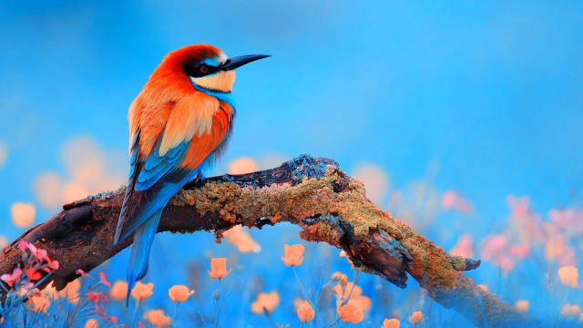 Colorful bird flowers blue sky free wallpaper for desktop - medium preview image
