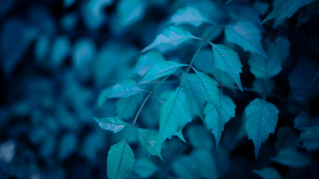 Leaf butterfly bokeh macro blue free wallpaper for desktop - medium preview image