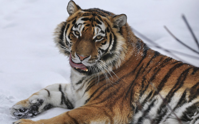 Tiger snow laying open mouth free wallpaper for desktop - medium preview image