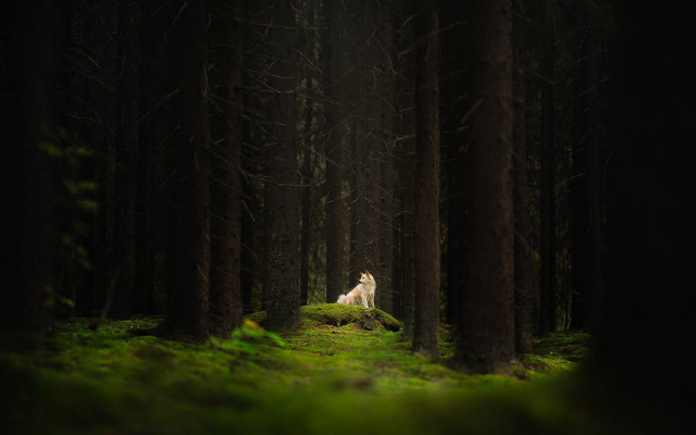 Dog forest white dog nature free wallpaper for desktop - medium preview image