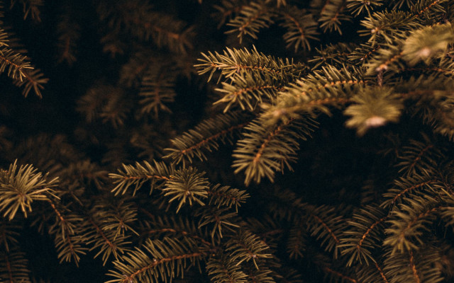 Pine needles dark background summer free wallpaper for desktop - medium preview image