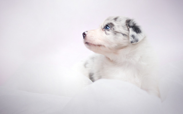 Puppy sitting snow blue eye free wallpaper for desktop - medium preview image