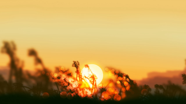 Sunset field bird anamorphic flare free wallpaper for desktop - medium preview image