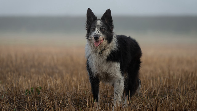 Dog tallgrass foggy sky furcoat free wallpaper for desktop - medium preview image