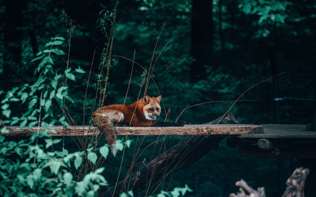 Red fox woodland illustration bench free wallpaper for desktop - medium preview image