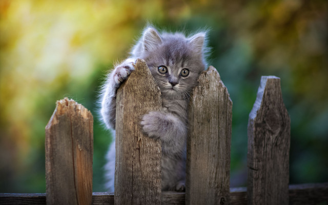 Small kitten on fence outdoor free wallpaper for desktop - medium preview image