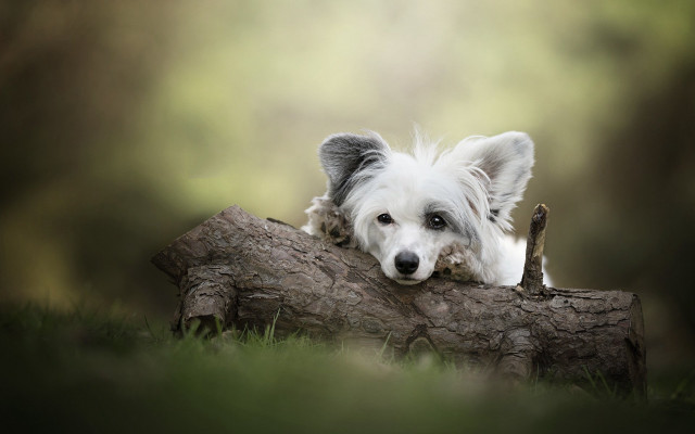 White dog resting log grass free wallpaper for desktop - medium preview image
