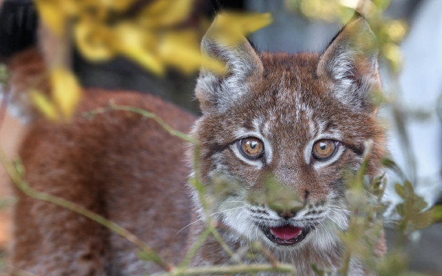 Shiba inu closeup leaves blurry free wallpaper for desktop - medium preview image