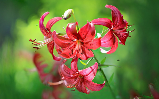 Red flower green background macro #3 free wallpaper for desktop - medium preview image