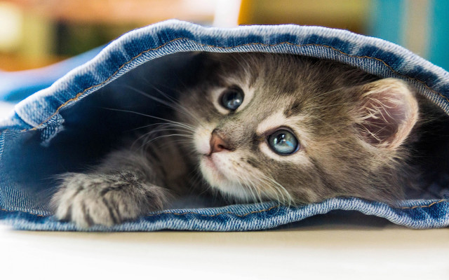 Kitten peeking blue jean bag free wallpaper for desktop - medium preview image