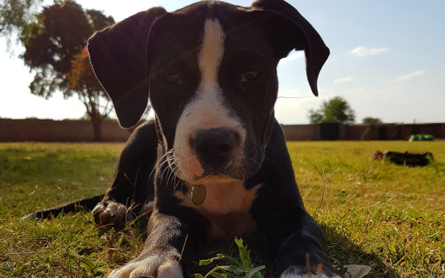 Dog grass frisbee background vanitas free wallpaper for desktop - medium preview image