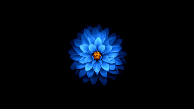 Blue flower yellow center 3d free wallpaper for desktop - medium preview image