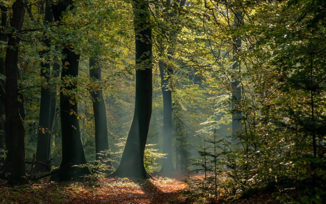 Forest path light autumn nature free wallpaper for desktop - medium preview image