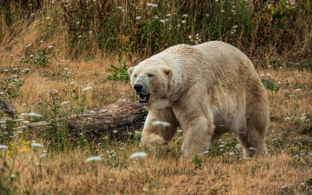 White bear walking field flowers free wallpaper for desktop - medium preview image