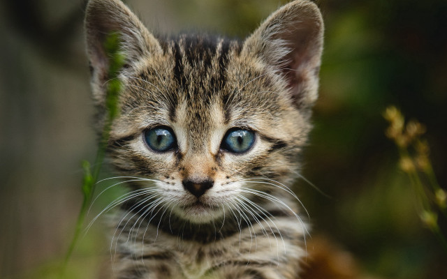 Small kitten blue eyes blurry free wallpaper for desktop - medium preview image