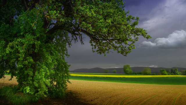 Tree field cloudy sky yellow free wallpaper for desktop - medium preview image