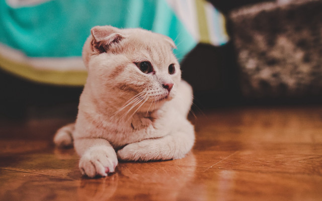 Sad cat floor camera 3d free wallpaper for desktop - medium preview image