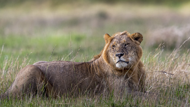 Lion grass field blurry background free wallpaper for desktop - medium preview image