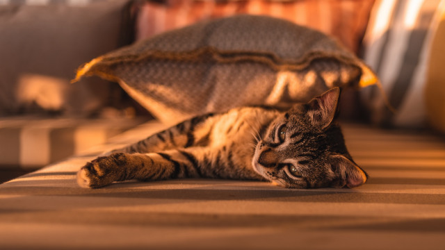 Cat bed blanket pillow warm free wallpaper for desktop - medium preview image