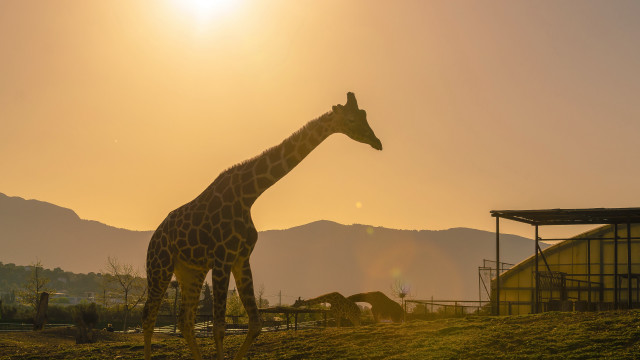 Giraffe mountains sunset field wildlife free wallpaper for desktop - medium preview image