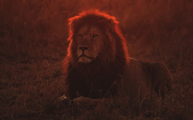 Lion grass sun red sky free wallpaper for desktop - medium preview image