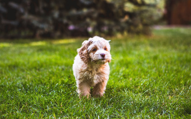 Small dog running grassy field free wallpaper for desktop - medium preview image