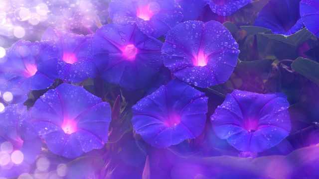 Purple flower butterfly glowing rain free wallpaper for desktop - medium preview image
