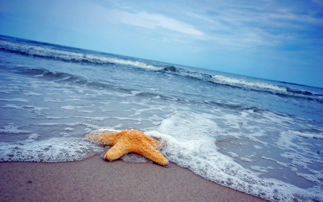 Starfish beach waves blue sky free wallpaper for desktop - medium preview image