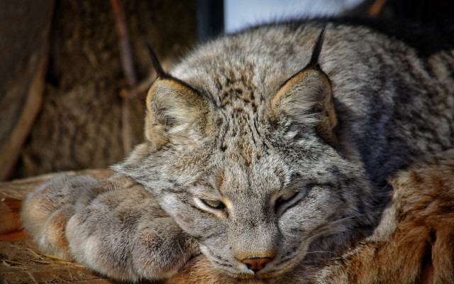 Cat hay bed closeup blurry free wallpaper for desktop - medium preview image