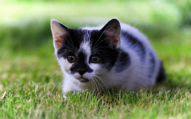 Black white kitten grass sad free wallpaper for desktop - medium preview image