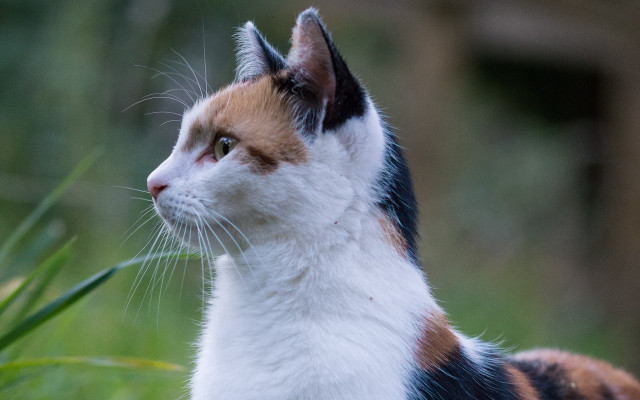 Cat face looking up outdoors free wallpaper for desktop - medium preview image