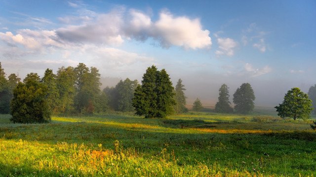 Field trees grass clouds landscape free wallpaper for desktop - medium preview image
