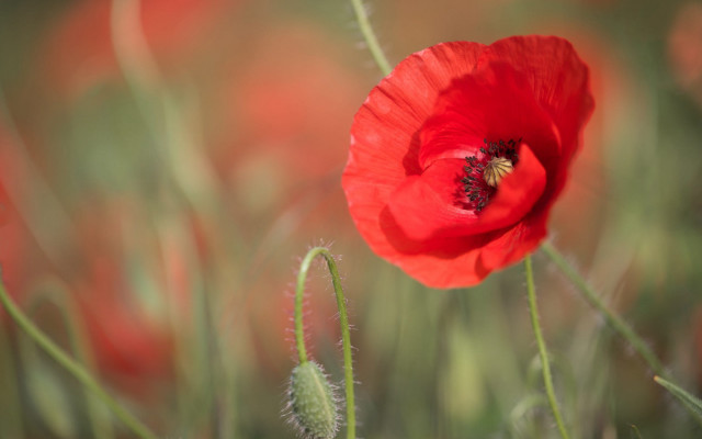 Red flower green grass background free wallpaper for desktop - medium preview image